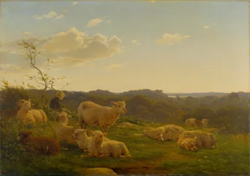 Sheep on a hill near Skarridsø